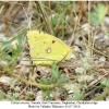 colias croceus female